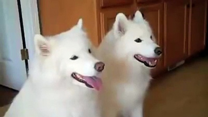Funny Videos Of Dogs Compilation 2014 _ Samoyed puppy __HD__  _ by Every New