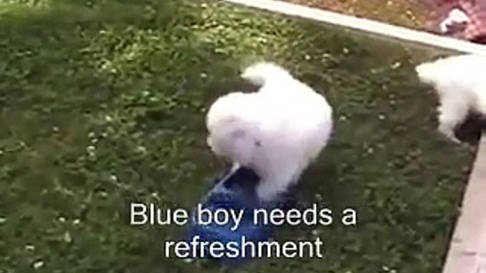 _ by Every NewOutdoor day in the life of a 5 weeks old Samoyed puppy __ Samoyed puppy hugs #3