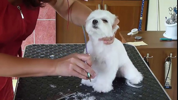 Peluqueria Canina - Bichòn Maltes - Corte de pelo