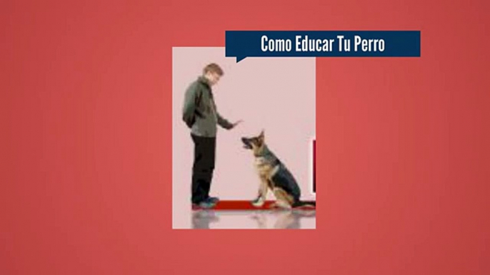 Como Educar Tu Perro