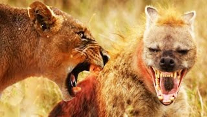 Lion Documentary LETHAL CRASH Lion VS Hyena Collection of Best Attacks