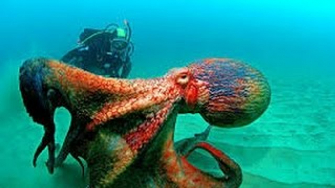 Giant pacific octopus Wild discovery channel National Geographic documentary Animal planet