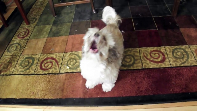 Cody The Screaming Dog | Dog | AFV