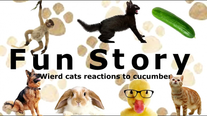 Wierd Cats reactions to cucumber