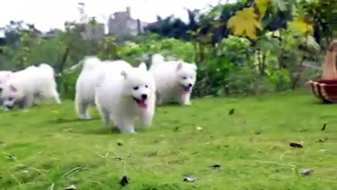 Puppy Love - Samoyed Puppies