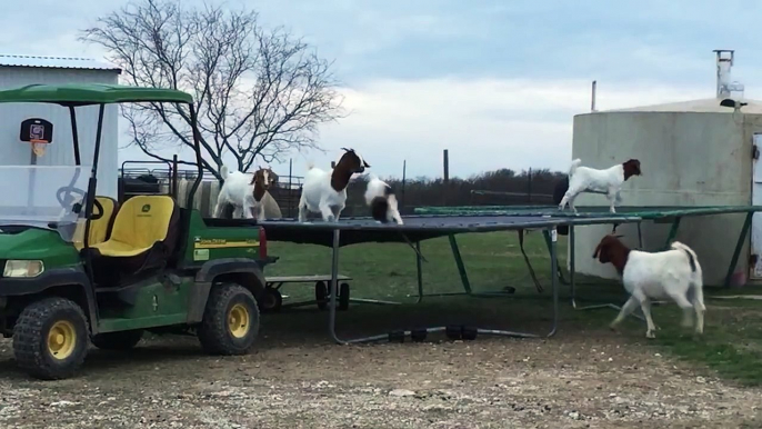 Goats Caught Jumping On Farmers Trampoline