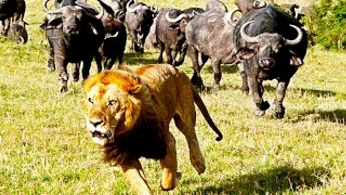 Lion Documentary: I, The Lion, KING OF KILL [1985 All Time Classic Full Documentary]