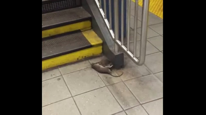 Крыса тащит крысу метро New York City Rat dragging rat subway