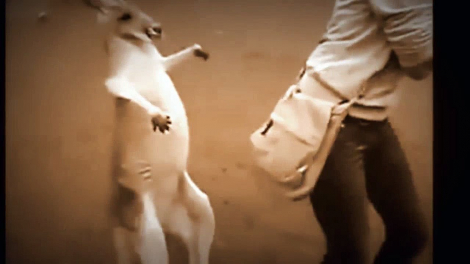 best funny animals video