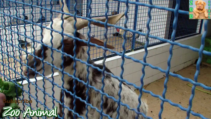 Children feed goat in farm animals - Zoo Animal video for kids