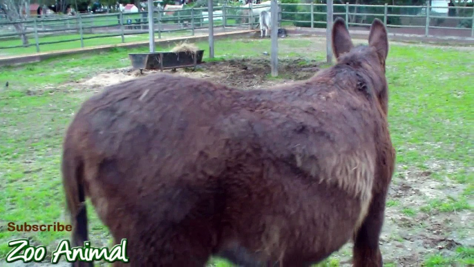 Donkey on the farm animals - Zoo animal video for kids