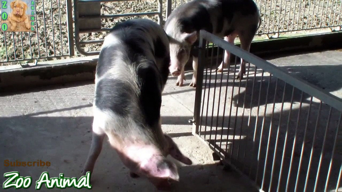 Farm Pigs Super Happy and Funny - Zoo Animal videos for kids