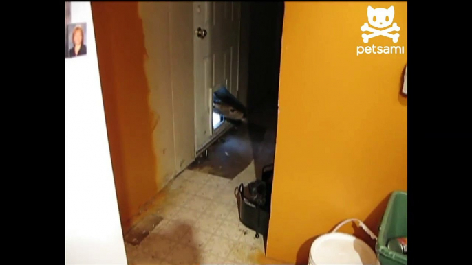 Daring Deer Enters Doggie Door Funny Video