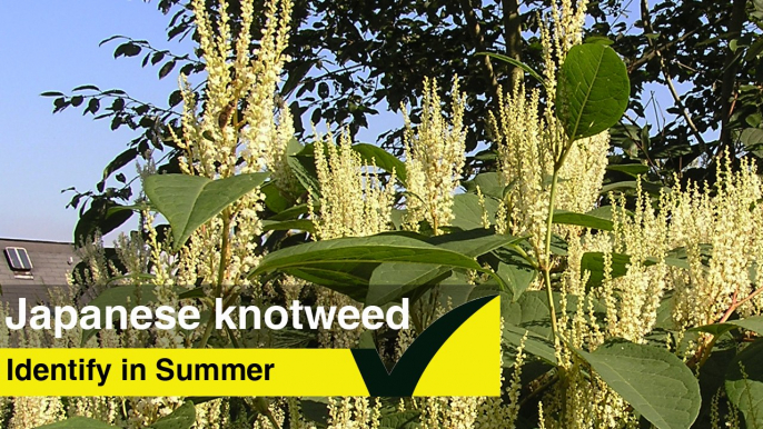 How to Identify Japanese Knotweed in Summer