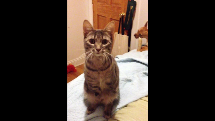Rescued Cat With No Arms Waves Hello For The First Time