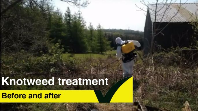 Japanese knotweed growth - Before and after treatment