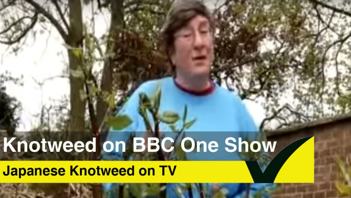 Japanese Knotweed on BBC One Show