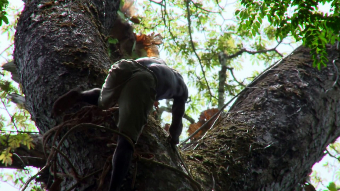 Cet homme escalade un arbre de 40m pour recueillir du miel à mains nues