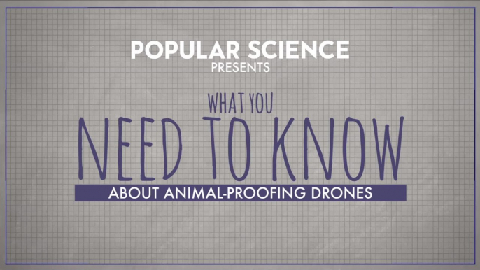 What You Need To Know About Drones Versus Animals