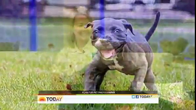 Un cucciolo paralizzato viene ritrovato in un bidone della spazzatura. Quello che avviene è commovente!!