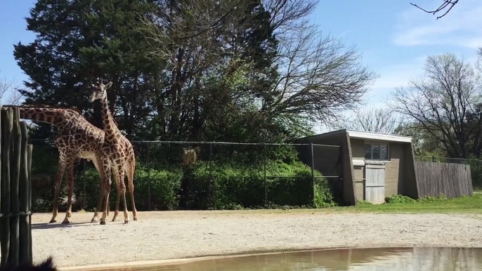 Epic giraffe fight