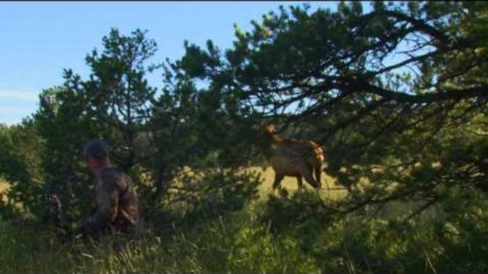 Primos - The Truth About Hunting - Elk Hunting in New Mexico at Ojo Feliz Ranch Part 2