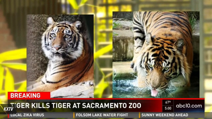 Sumatran Tiger At Sacramento Zoo Killed By Mating Partner