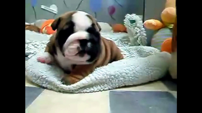 Bulldog Puppies are the cutest Puppies ever! Funny Dog Vine Compilation