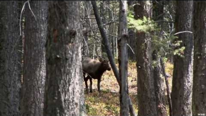 Hunting Elk with Bows in Montana