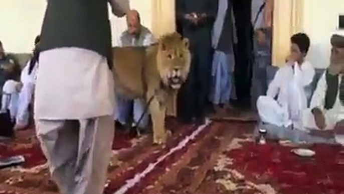 LION LOVE WITH HUMAN,Very interesting video clip (Funny Videos 720p)