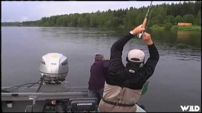 Fly Fishing for Brown Trout at Fort Babine Lodge