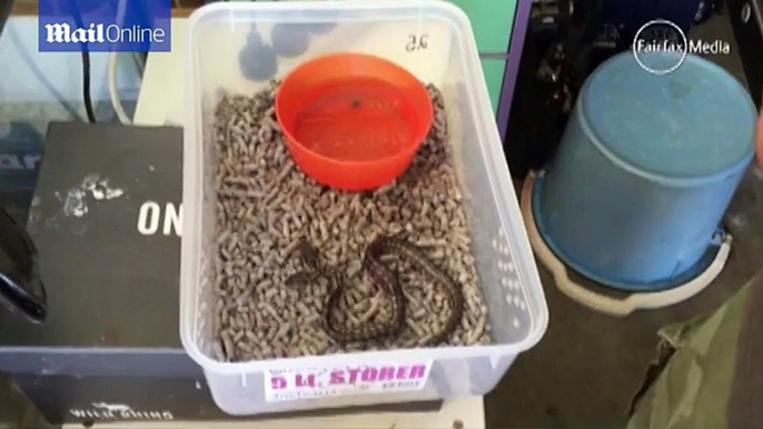 A snake with two heads has been born in Wodonga, Victoria