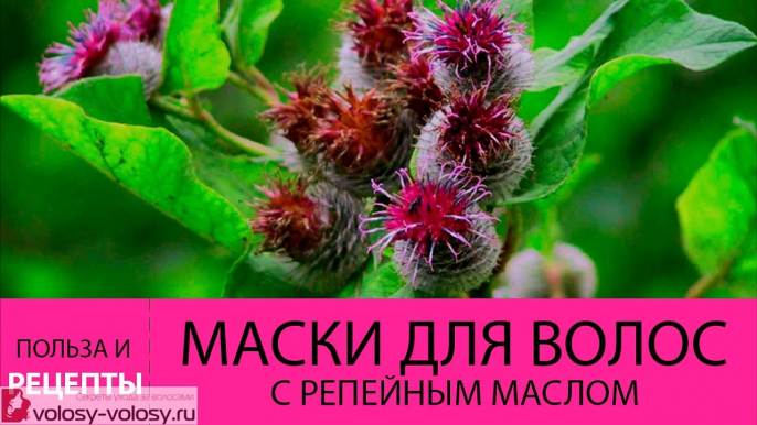 Маски для волос с репейным маслом. РЕЦЕПТЫ масок с репейным маслом для волос на все случаи жизни!