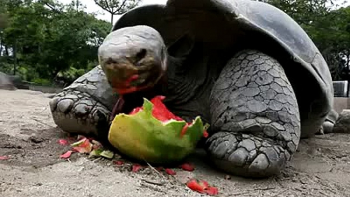 Galapagos tortoise eats a juicy watermelon Most INCREDIBLE video 2015