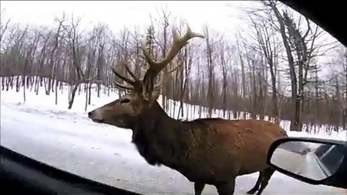 Une fillette tellement heureuse de pouvoir nourrir un cerf