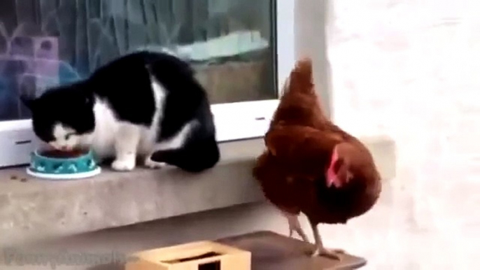 Parrot vs. Cat epic Food-Fight !