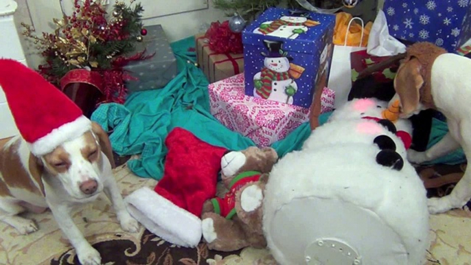 Dogs Ruin Christmas-  Cute Dog Maymo & Puppy Penny