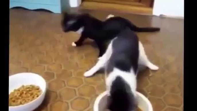 Funny Cat Fails Try not to Laugh 2016 - Best Funny Cats videos compilation try not to laugh 2016