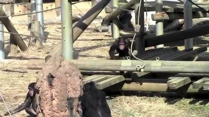 Funny animal : chimpanzee videos