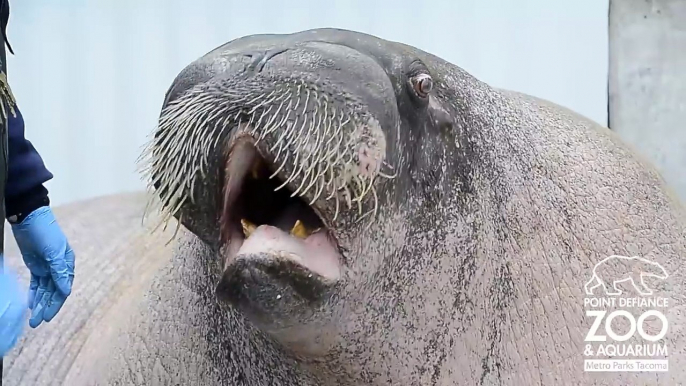 E.T. the Walrus practices his vocalizations at Point Defiance Zoo & Aquarium