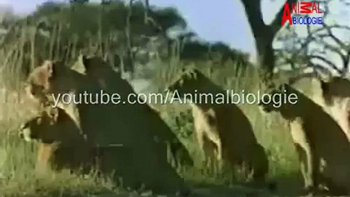 Lion Vs Hyena Fight To Death ( Lion Attacks Hyena )