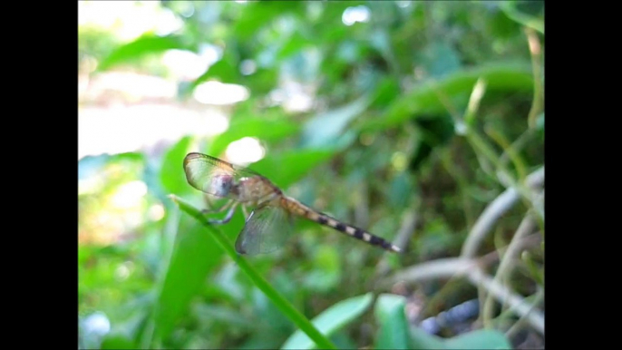 DRAGONFLY close up (with loud cicadas)