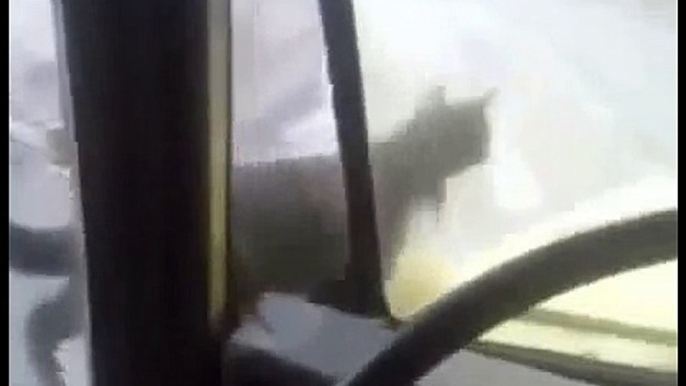 Кот даже в дороге сопровождает своего хозяина - водителя грузовика! Кот-штурман. Прикольный кот