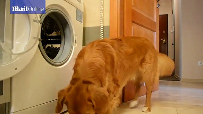 Domesticated animal to another level! Clever dog does laundry