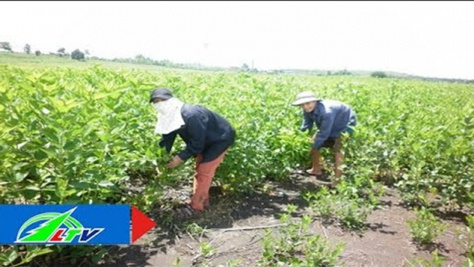 Trồng dâu nuôi tằm: Kinh phí ít, lãi "khủng" | LTV