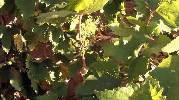 Grape UPDATE for April 23rd, 2013 - Growing GRAPES in the desert