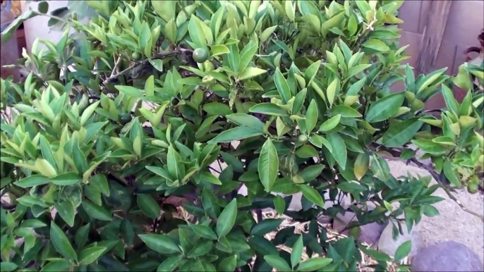 Navel Citrus Tree Update, growing fruit trees in the desert - May 2013