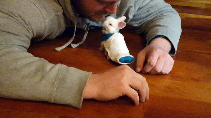 The Original Viral Video of Wheelz The Little Bunny That Could