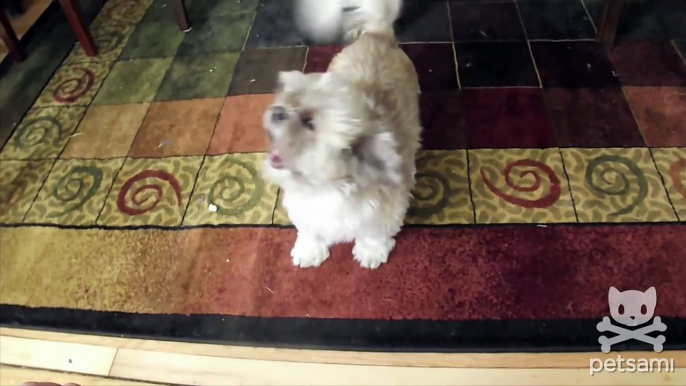 Meet Cody The Screaming Dog