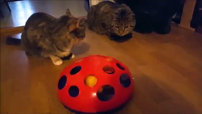 Cats  and Kong